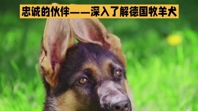 忠诚的伙伴——深入了解德国牧羊犬