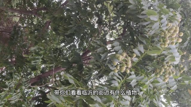 绿化带里的无患子可以摘了,奶爸已经手提麻袋在路上了.