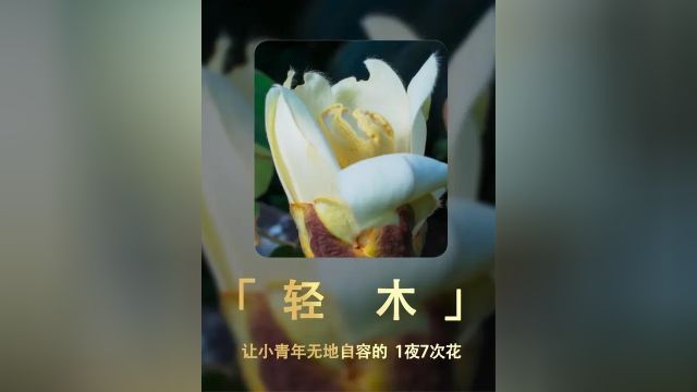 轻木的花式繁衍,1夜7次花!