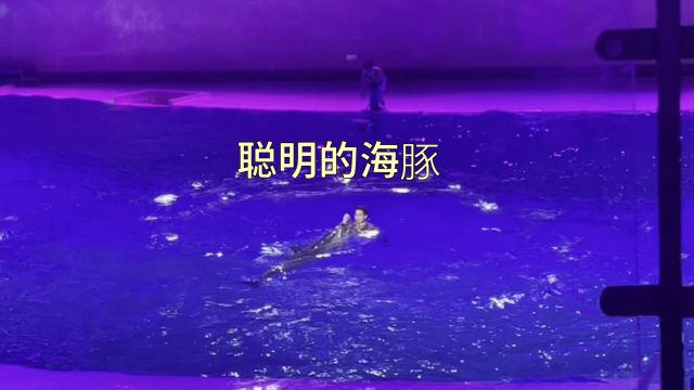 聪明的海豚表演现场,奇妙的海底世界