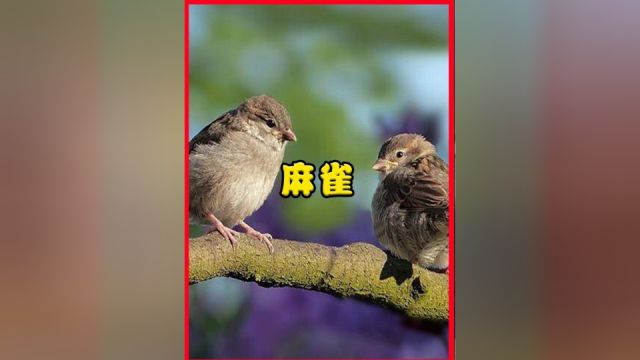 农村正在消失的5种野味,麻雀被吃成“保护动物”,你吃过哪种?