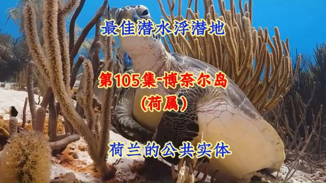 第105集博奈尔岛:加勒比海中最好的潜水和浮潜胜地之一,美丽的红沙滩!#航拍#看世界 #地理知识#美景#治愈系风景 #旅游