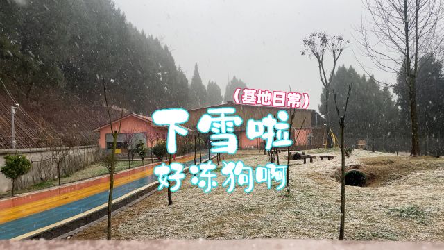 下雪啦,基地好冻狗啊!!