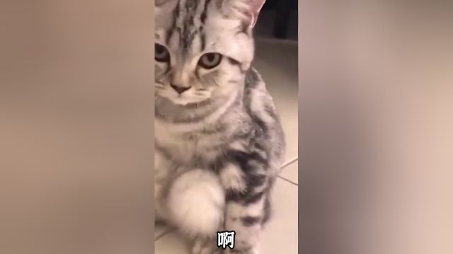 把自己当成人的猫咪,能不能有点猫样