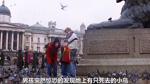 男孩发现了一只死鸟，父亲却说是自然现象，结果悲剧了，灾难电影