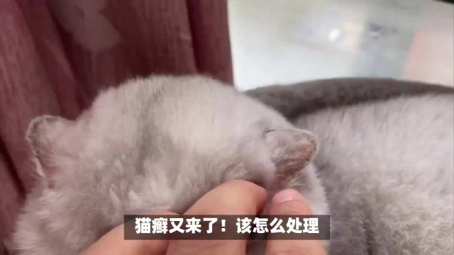 如何在家治疗猫癣