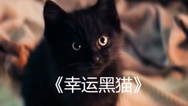 幸运黑猫老头领养一只黑猫,结果改变一生命运