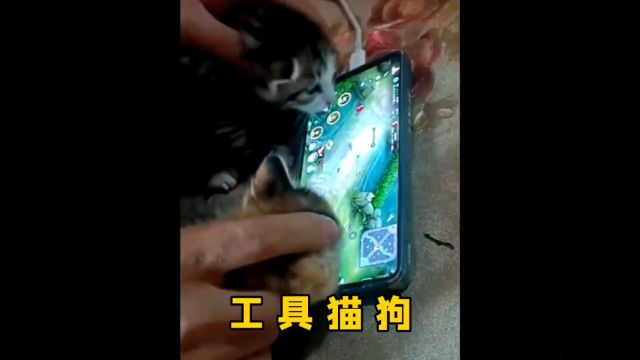 工具猫 #工具狗 #不干人事的铲屎官 #原谅我不厚道的笑了