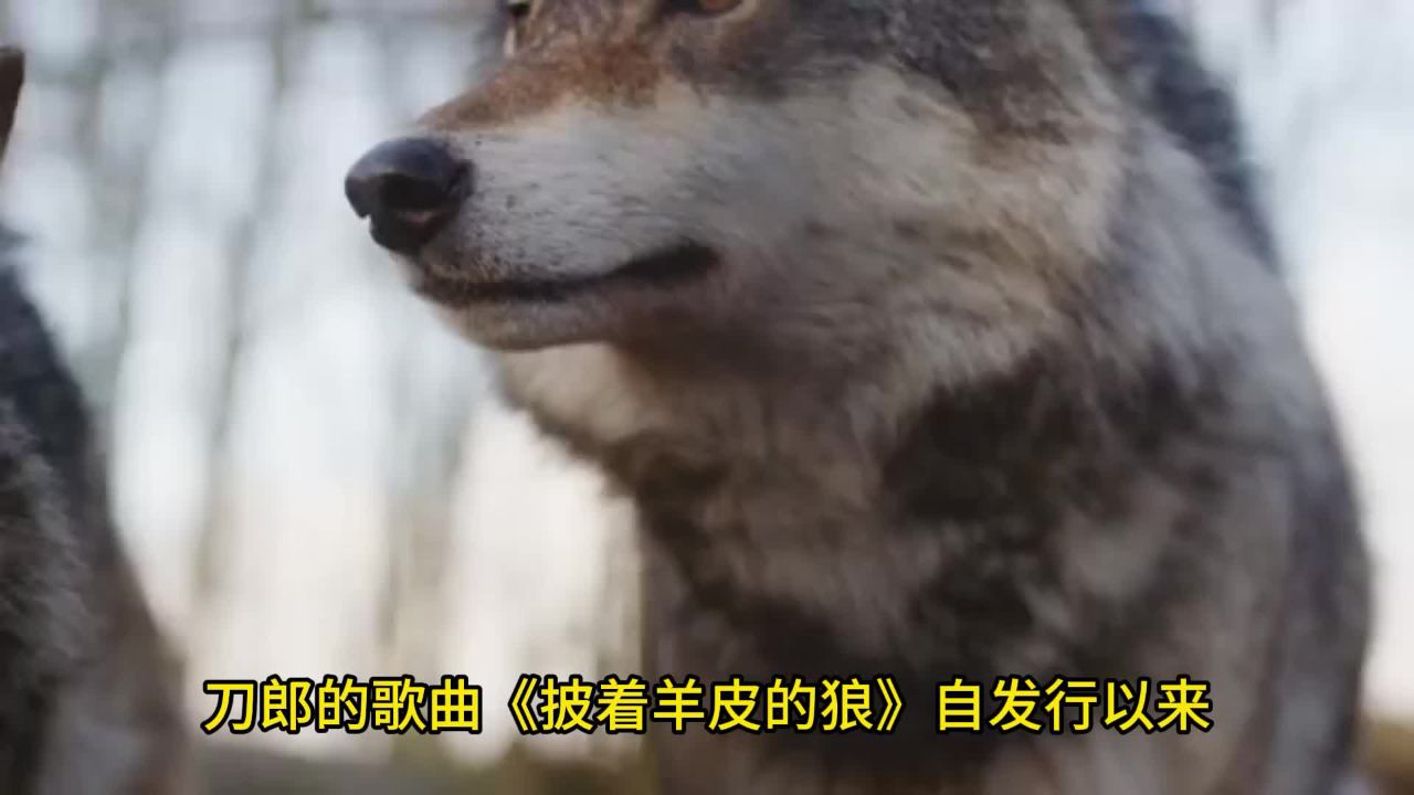 《披着羊皮的狼》刀郎的音乐魔法#刀郎#经典歌曲#流行音乐_1