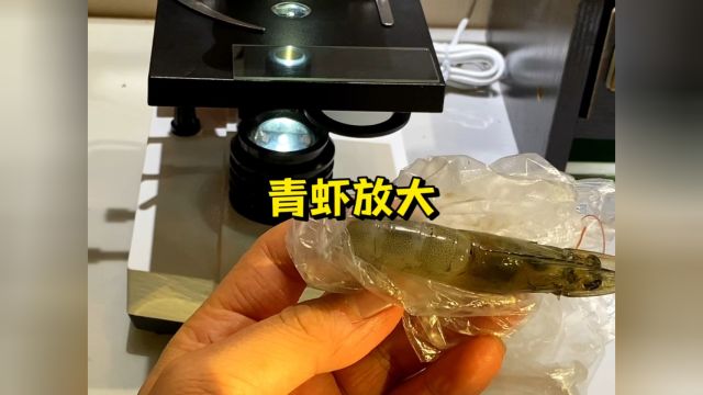 青虾放大后看看有没有小可爱