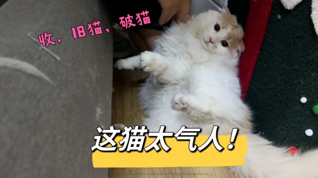 日常找猫,抓猫的一天,太气人了,脏成这样真是不能要了.