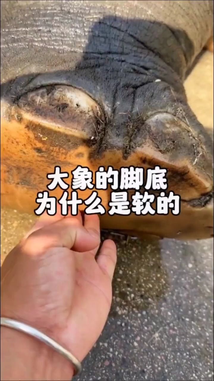 你知道 大象的脚底为什么是软的吗 大象也有长头发