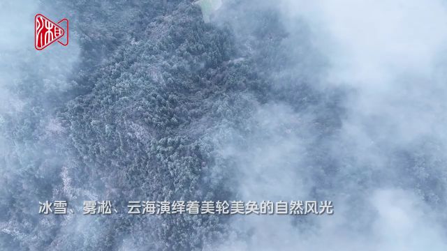 视频|鹤城区:雪后现雾凇云海 银装素裹美如画卷