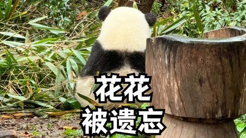 熊猫玩偶登上春晚舞台，本尊却被遗留在外场，孤单的背影让人心疼