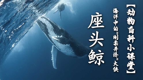 座头鲸：海洋中的刚柔并济大侠