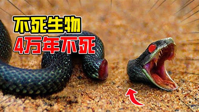 近乎不死的十种生物,第二名活了4万年