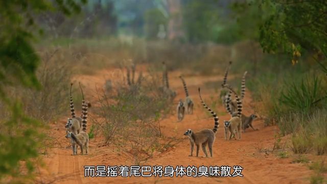 会释放臭气冲击波的环尾狐猴万物皆有灵性纪录片动物篇动物的迷惑行为