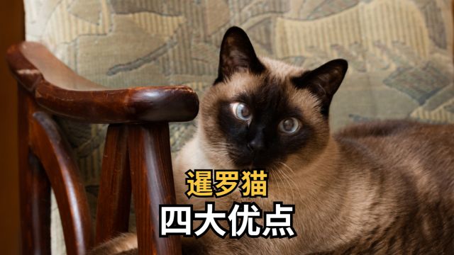 暹罗猫的4大优点,养了回头率拉满!