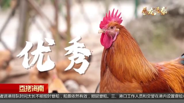 辰龙寻春:年菜“头筹”文昌鸡