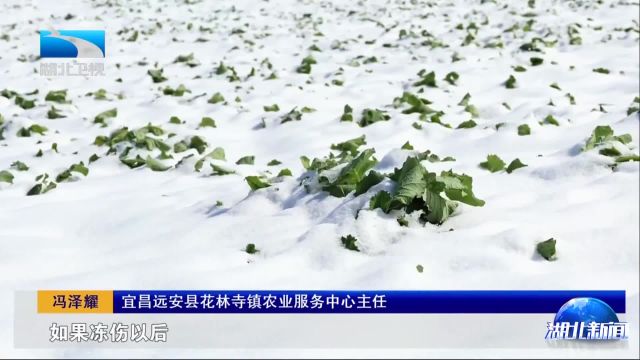 迎战低温冰雪灾害丨争分夺秒减少农业损失