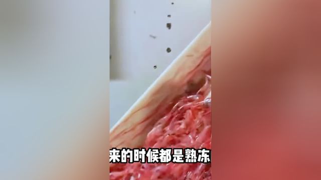 为什么我们吃的北极虾都是煮熟的?科普一下涨见识北极虾