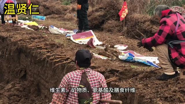 正宗温县垆土铁棍山药功效与作用,产地温县,国家山药地理标识地