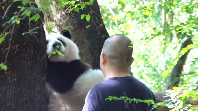 花花被谭爷爷宠成小公主啦...熊猫国宝熊猫