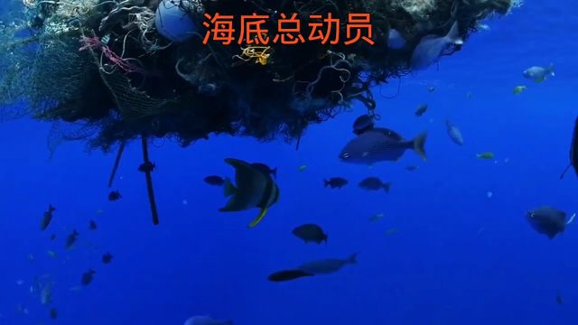 海底总动员#动物 #神奇动物