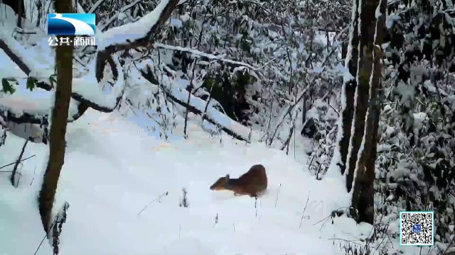 湖北省发布新版陆生野生动物保护名录