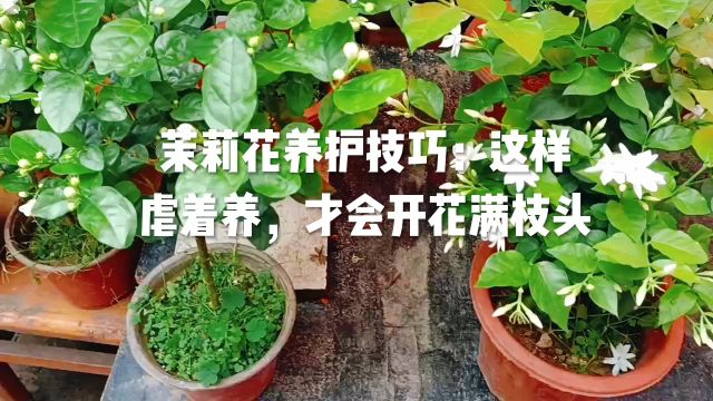 茉莉花养护技巧:这样虐着养,才会开花满枝头