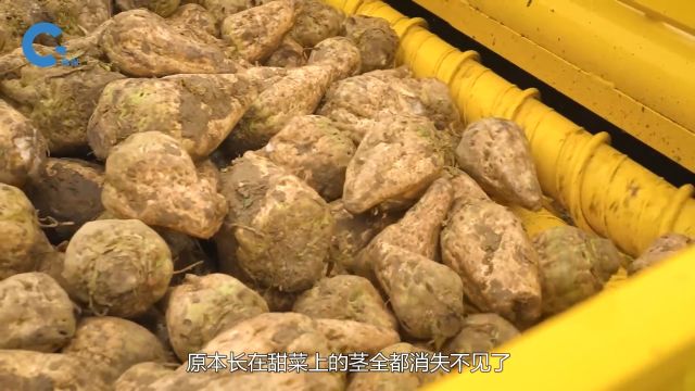 国外是如何机械化收割甜菜的?去茎和收集一体化