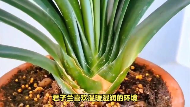 君子兰盆栽的种植方法