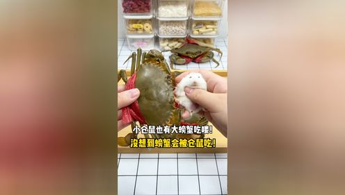 小仓鼠们今天有大螃蟹吃啦！改善一下伙食～