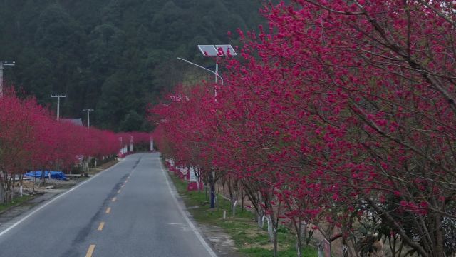 城步:二月春风传花信 满树桃花烂漫红