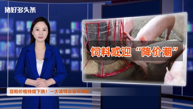 豆粕跌至3400元/吨!玉米也不乐观!饲料或迎“降价潮”?