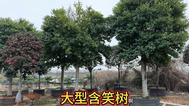 大型含笑树“十里飘香”,一整排的大长腿独杆造型,精品中的精品