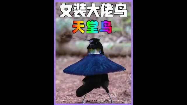 天堂鸟的脱单绝技万物皆有灵性奇妙的动物鸟类