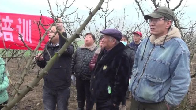 【乡村振兴在路上】农技培训不负春 花椒管护不误时