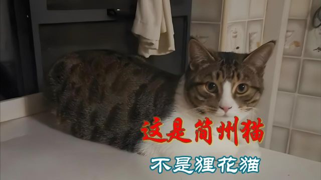 简州猫:我真的不是狸花猫