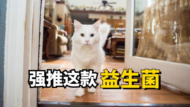 猫咪吃得比较杂,家里常备益生菌总没错