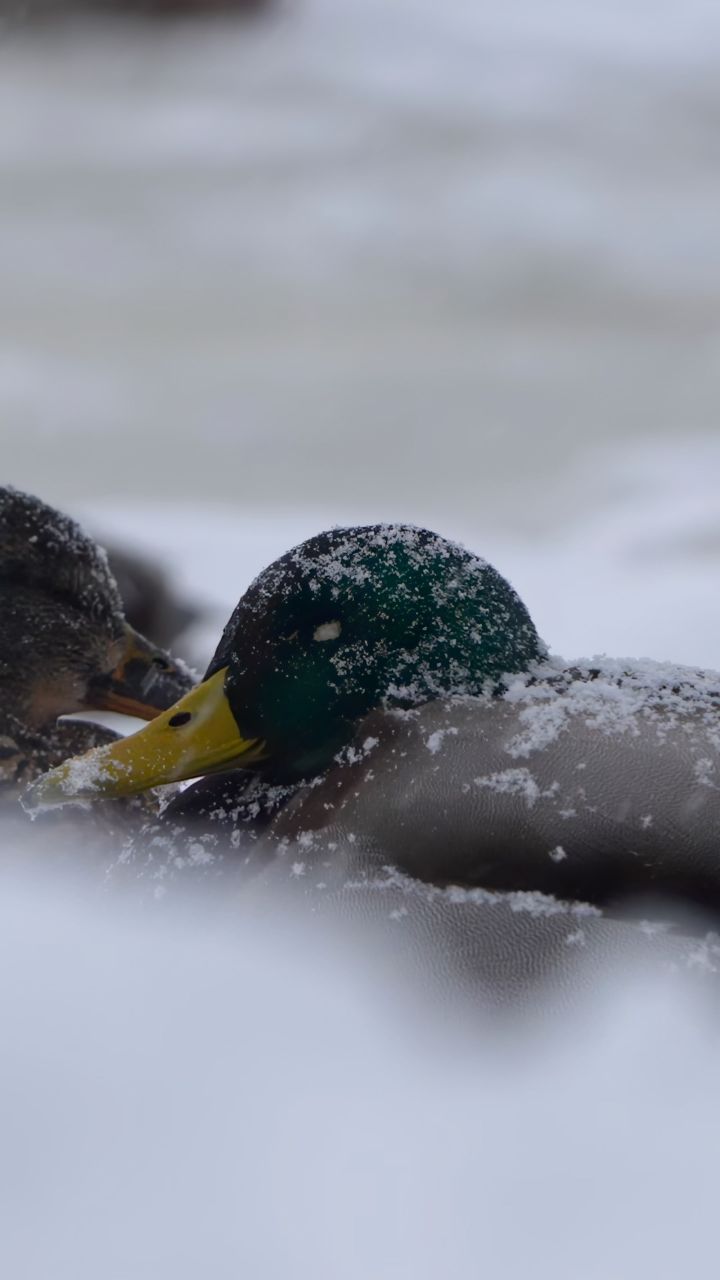 冬日里的绿头野鸭,在风雪交加中休息