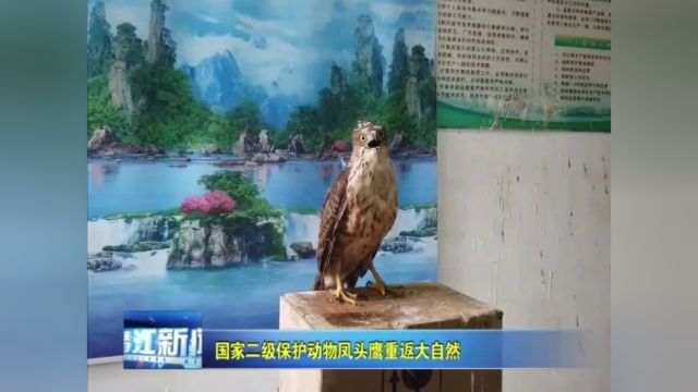 凤头鹰“落难”潜江 暖心救助后展翅返林