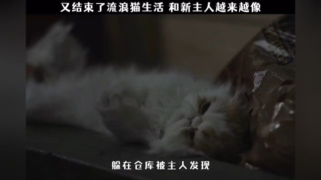 听说猫咪越喜欢主人,会和主人越来越像#治愈