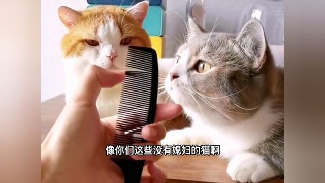 《我和两只猫的那点事》