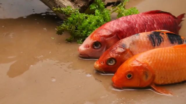 池塘里的有趣故事 锦鲤的捕食技巧