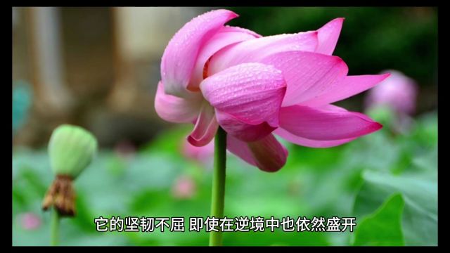 荷花的秘密:为什么它成为坚韧与美丽的代名词?