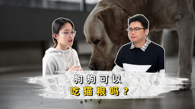 狗狗可以吃猫粮吗?