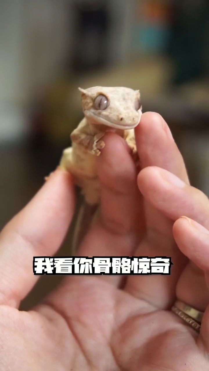 又有一只小爬爬"进化"啦