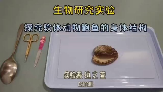 边之萱生物实验探究软体动物鲍鱼