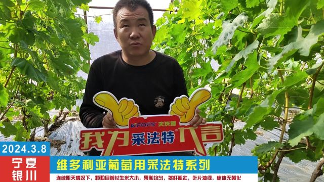 水溶肥厂家宁夏银川维多利亚葡萄用夫沃施采法特系列,连续阴天情况下,颗粒目前花生米大小,果粒均匀,茎杆粗壮,叶片油绿,树体无黄化